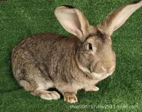 兔子活物 杂交野兔苗 兔子活体活苗肉兔比利时兔子种苗 幼兔活崽