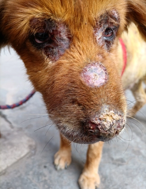 狗狗治疗螨虫皮肤病主人踏上艰辛历程终有报