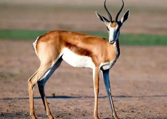 南非的国兽——跳羚,是天生喜欢跑跳的哦!