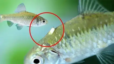 鱼身上的大白点是不是寄生虫呢,下盐实验会不会掉下来呢?