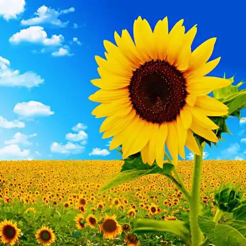 人生如花,我们慢慢成长,努力绽放