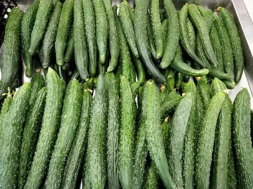 黄瓜原价2.49元,惊爆价1.99元/斤.