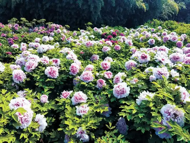 河南洛阳牡丹盛放