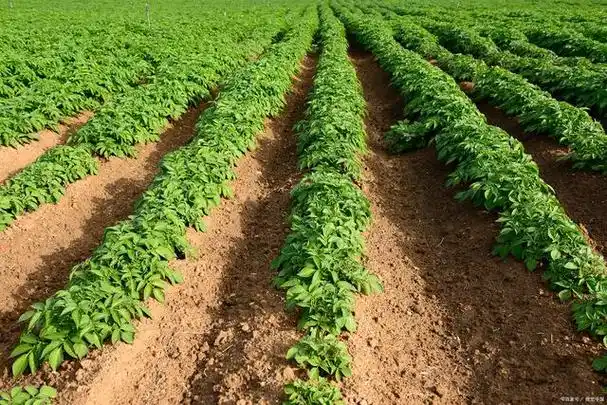 土豆出苗后这几点记得要做好,长得好产量高,土豆结的大又多
