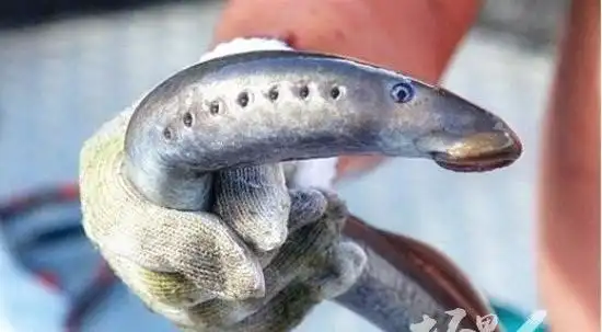 河中洗澡现僵尸鱼 古老僵尸鱼长的是什么样子的