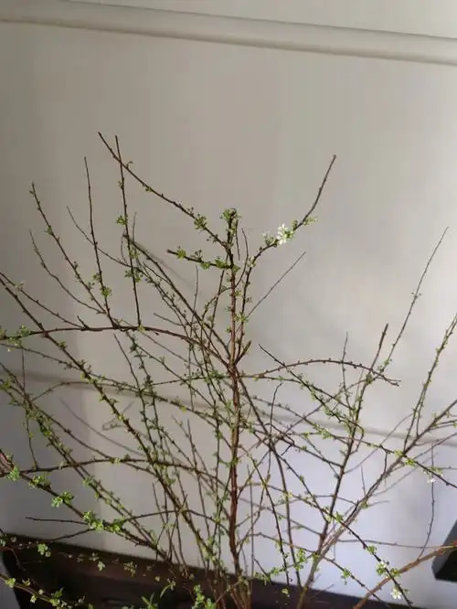 干枝雪柳开花啦