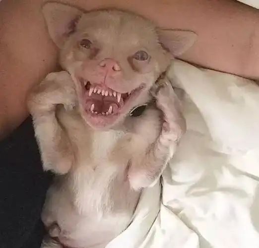 这只失明,残疾,丑陋,多种疾病的串串狗,却和好心主人一起温暖了世界!