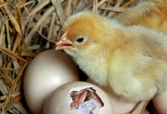 用电孵小鸡要多少天
