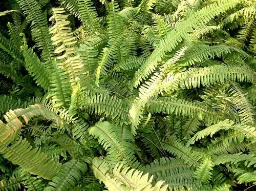 骨碎补的功效与作用 13大作用详解!