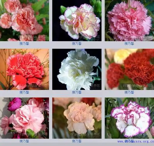 论坛 69 综合论坛 69 时事杂坛/音画时尚 69 如果每朵花,都有一