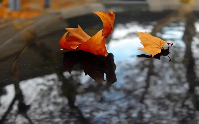 秋季飘落的梧桐叶风景图片桌面壁纸