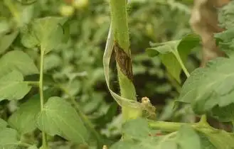 番茄茎枯病_植物防病_植物防病_科普惠农_甘肃大众科普网