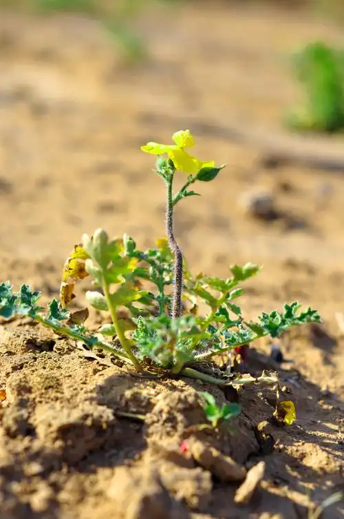 四月主题赛——春的萌发