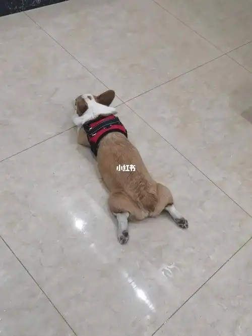 柯基趴着好像只青蛙