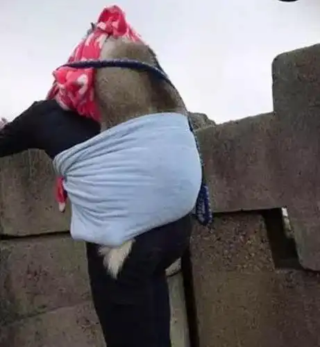 街头出现真正的"狗奴才",了解真相后,人们都哭了