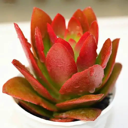 多肉植物火棘防辐射 桌面盆栽花卉 车载 净化空气迷你小盆栽