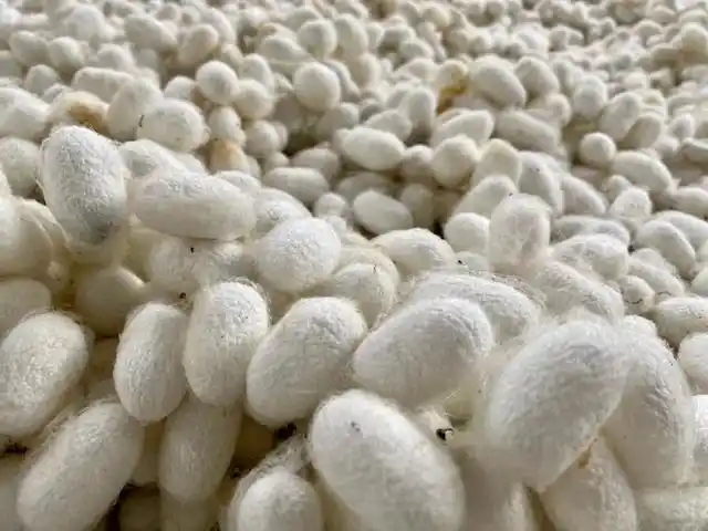 塔水镇   夏蚕喜迎丰收