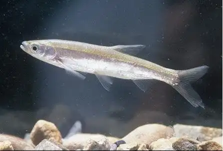 餐条(hemicculter leuciclus)