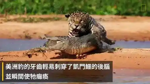 猫科动物|黑豹|花豹|美洲豹_网易订阅