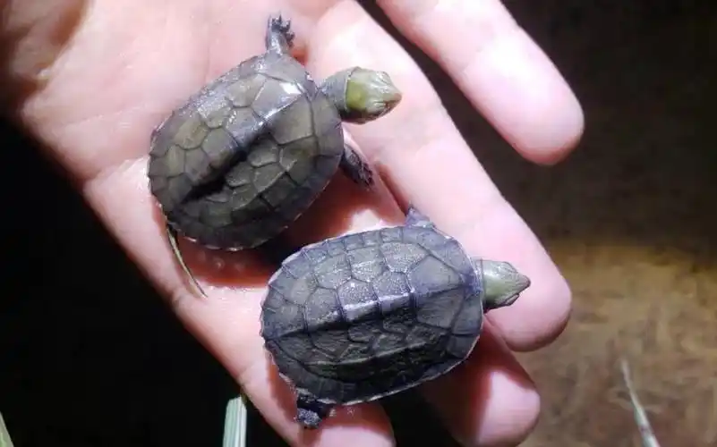 没有发色的小青龟苗