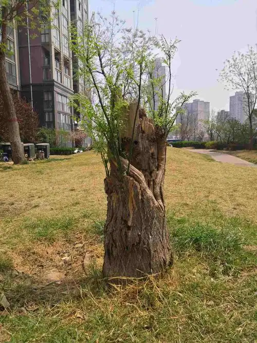 枯木尚且抽新枝,完人岂能输明天