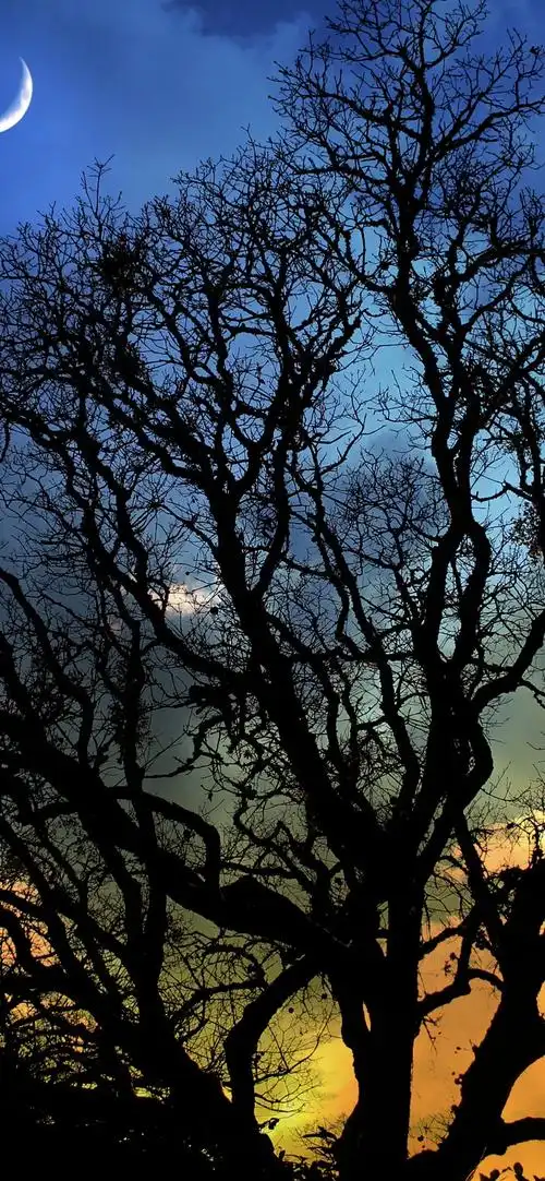 夜,月亮,树,剪影 4k