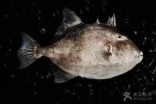 triggerfish