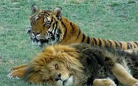 动物世界狮子交配,老虎狮子交配生虎狮兽(为什么狮虎兽还能交配生下