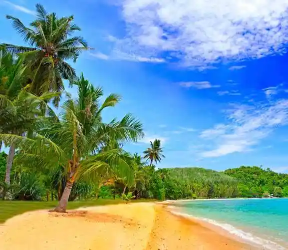 海滨椰子树图片,图片 - 真棒壁纸