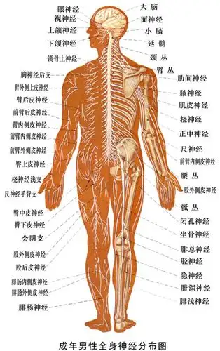 成年男性全身神经分布图