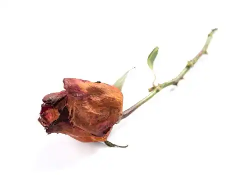 枯萎的玫瑰花 玫瑰花