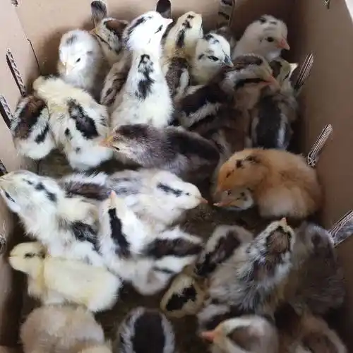 [鹊山鸡苗批发]厂家直销鹊山鸡苗纯的鸡苗可留做种鸡价格4.