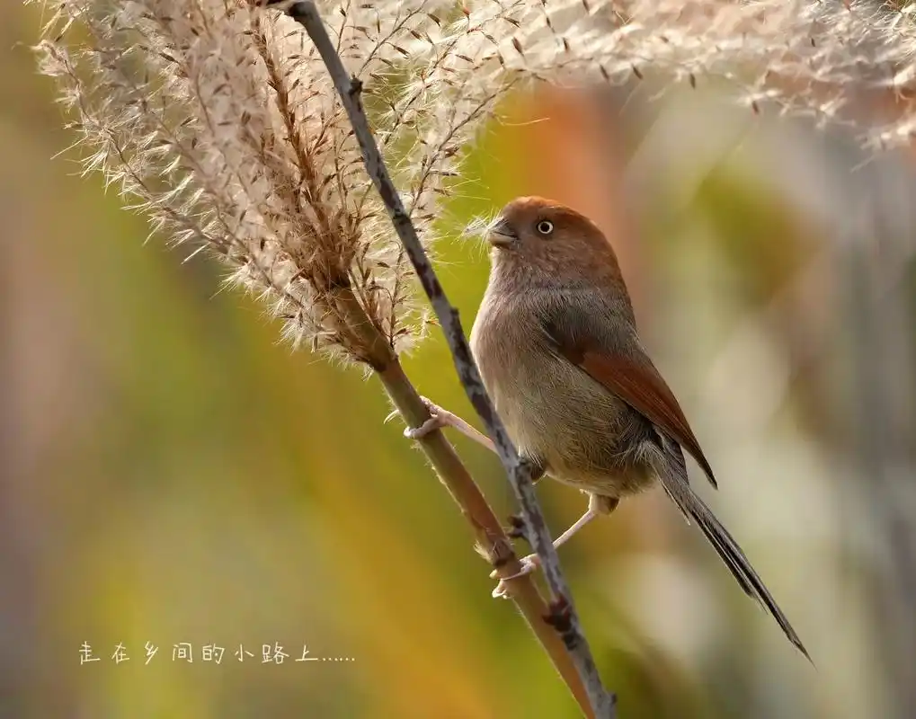 乡村拍鸟乐趣多.#野生鸟类摄影 #神奇动物在抖音 #爱护大自 - 抖音