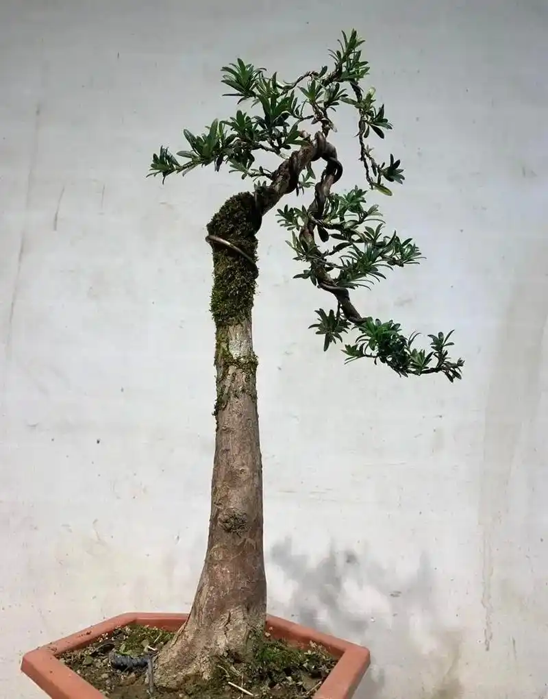 原生老桩珍珠罗汉松,文人型#花卉绿植 #精品盆景 #适合室内 - 抖音