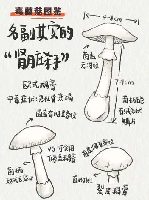 这些蘑菇有毒!