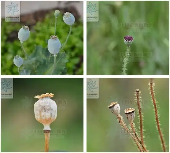 虞美人与罂粟之对比(一)