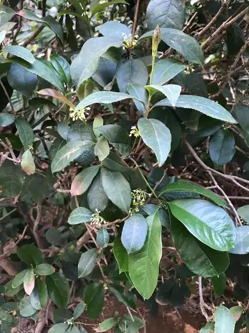 桂花树叶,叶肉饱满,叶脉清晰