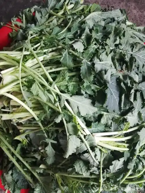 喜欢吃酸菜的有福了,老妈今天做酸菜,我给记录下来了