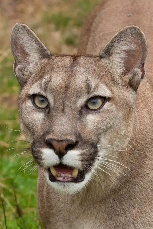 美洲狮,脸,牙齿,野生动物 4k