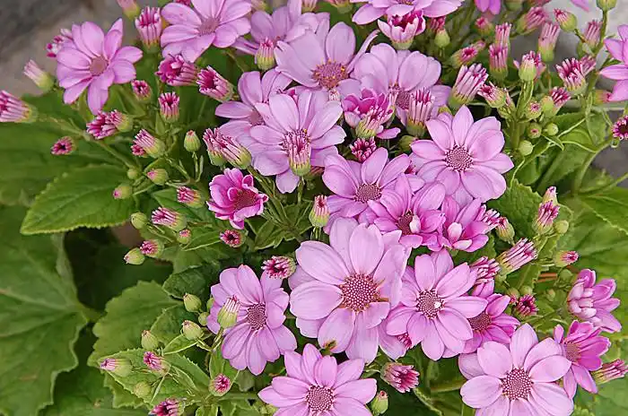 瓜叶菊的家庭养护方法