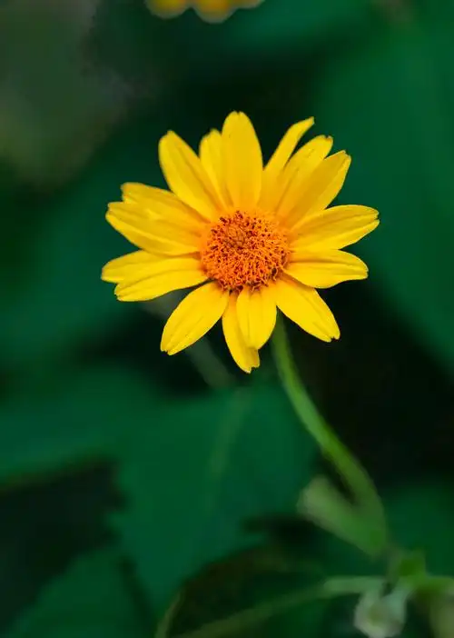 微距摄影奥森公园观花(续四)