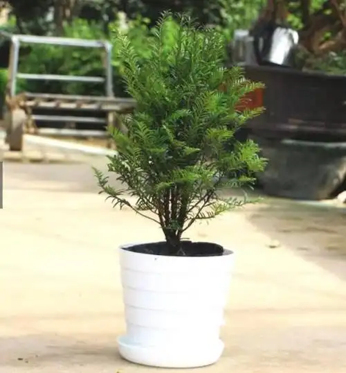 红豆杉树图片盆景