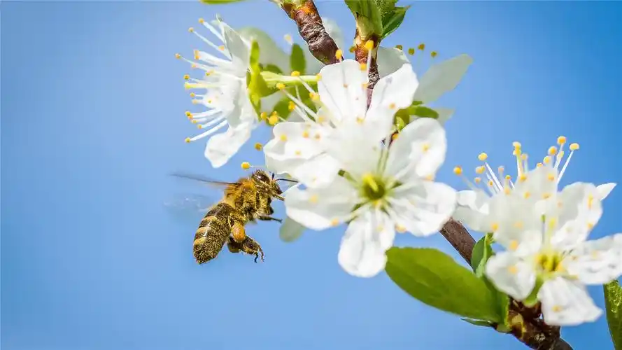 花丛中的小蜜蜂高清桌面壁纸高清大图预览1920x1080_动物壁纸下载_美