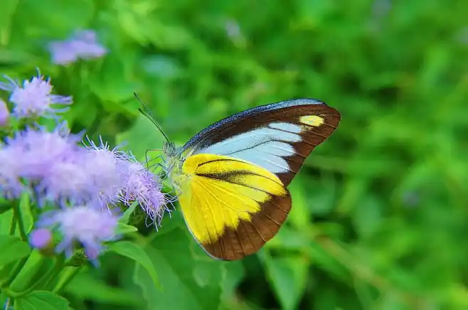灵奇尖粉蝶appiaslyncida鳞翅目粉蝶科尖粉蝶属