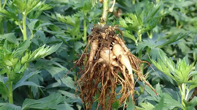 草乌叶的功效与作用(草乌叶的功效与作用点)