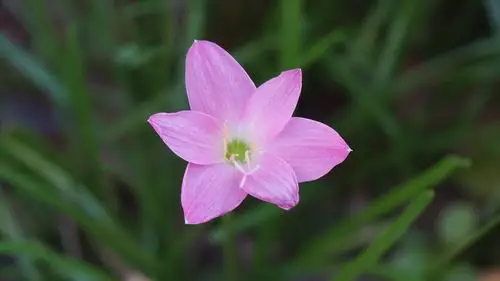 粉红色的兰花花瓣微距摄影4k