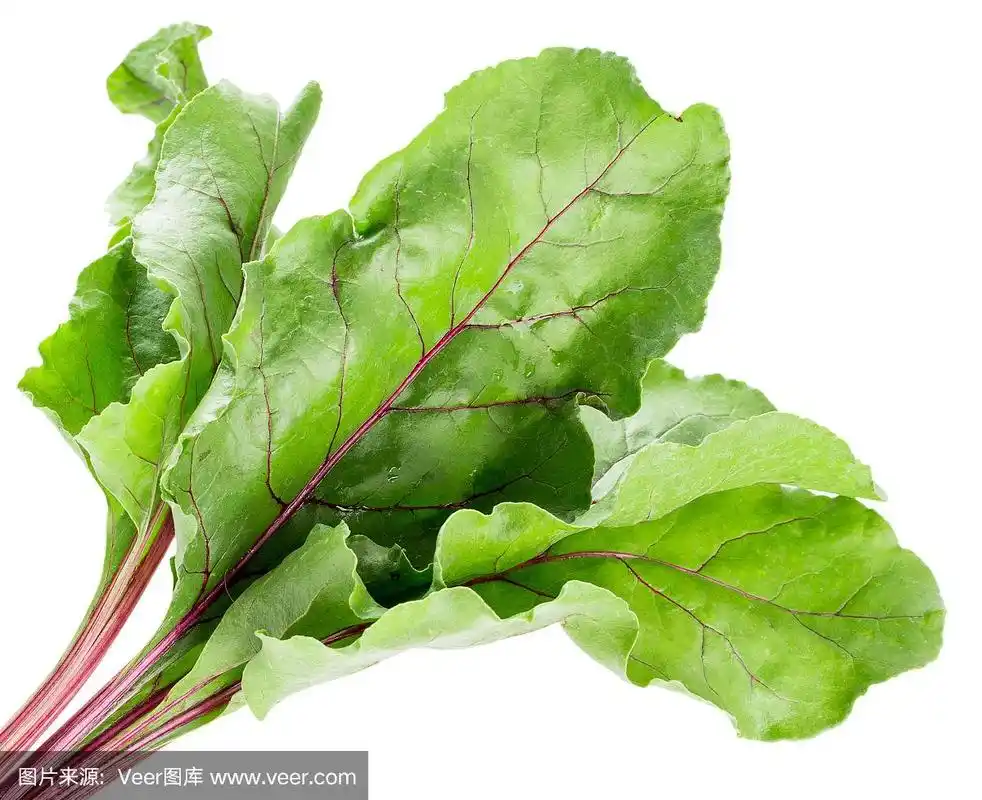 甜菜叶孤立在白色背景上