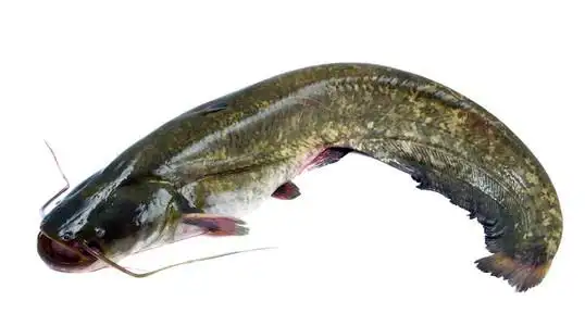 大口鲶鱼牛头鱼照片