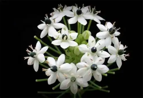 白花虎眼万年青别名(白花虎眼万年青又名) - 养殖日记