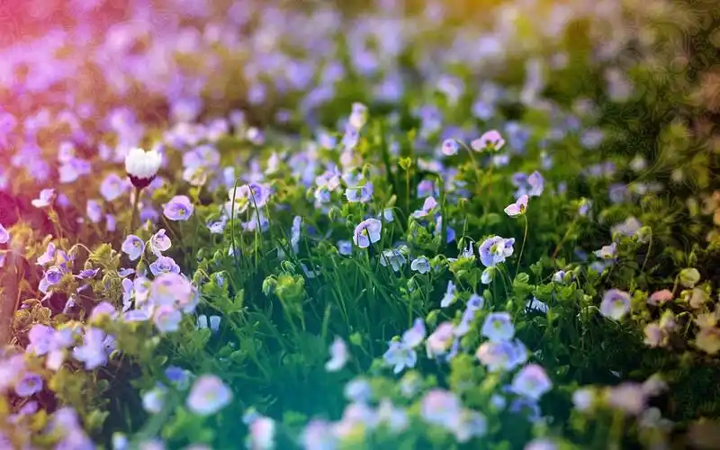 小清新植物花卉1440x900高清壁纸(8)